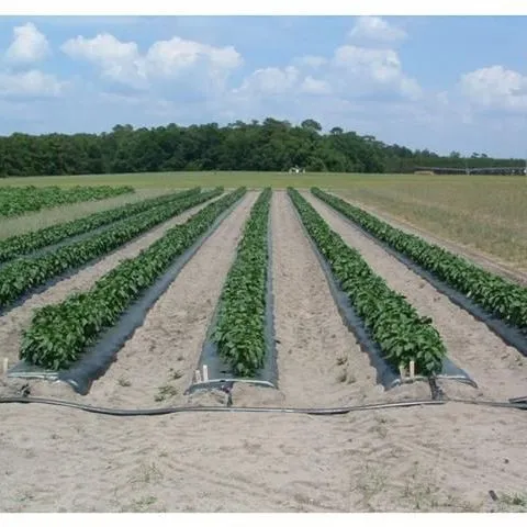thumbnail for publication: Blossom-End Rot in Bell Pepper: Causes and Prevention